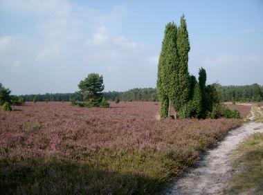 Ferienhaus in Lutterloh (L�neburger Heide) oder Ferienwohnung oder Ferienhaus