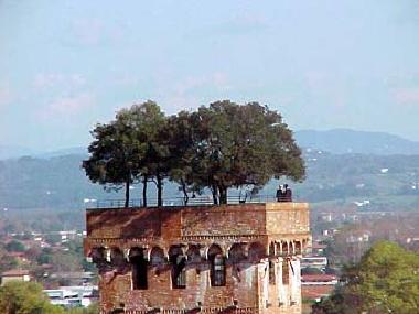 Der Guinigi Turm in der Naehe