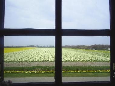 Ferienhaus in Julianadorp aan zee (Noord-Holland) oder Ferienwohnung oder Ferienhaus