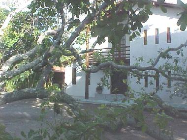 Das Landhaus Am Alten Caj�-Baum und davor der freundlcihe Baum