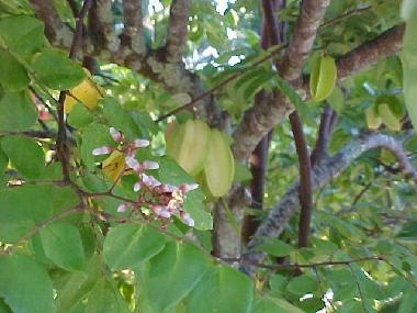 Sternfrucht - Carambola, in Bl�te + fruchtend