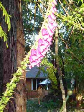 Ferienhaus in Sechelt (British Columbia) oder Ferienwohnung oder Ferienhaus