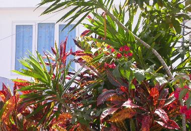 Surrounded by tropical colors
