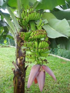 Fruit-Trees yard