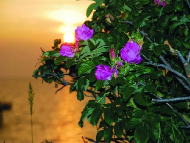 Sonnenuntergang Strand Rerik/Steilk�ste