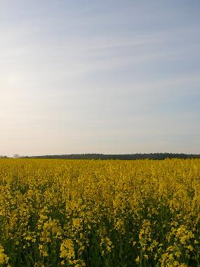 Ferienwohnung in Leussin (Vorpommern) oder Ferienwohnung oder Ferienhaus