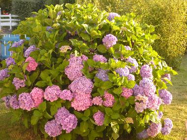 Hortensia im Vordergarten