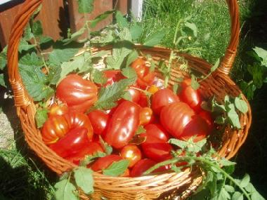 frisch geerntete Tomaten