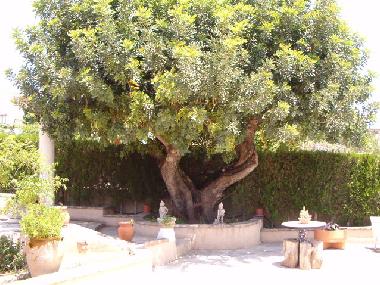 Chalet in CHIVA (Valencia / Val�ncia) oder Ferienwohnung oder Ferienhaus