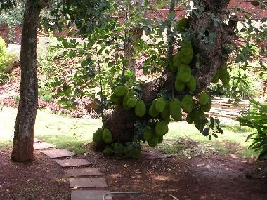 Ferienhaus in Dona Paula (Goa) oder Ferienwohnung oder Ferienhaus