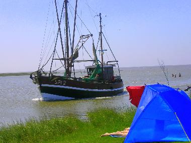 Ferienhaus in Dorum (Land zwischen Elbe u. Weser) oder Ferienwohnung oder Ferienhaus