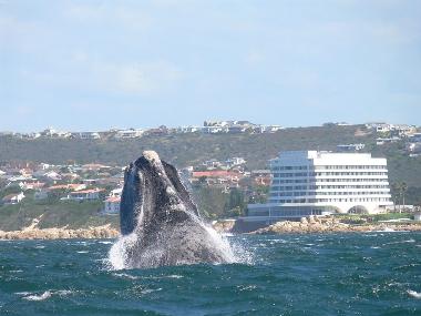 Walbeobachtungen in Plettenberg Bay