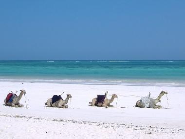 Ferienhaus in Diani beach (Coast) oder Ferienwohnung oder Ferienhaus