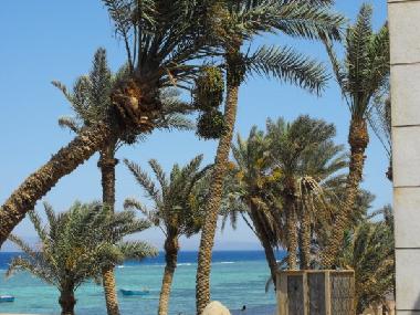 Ferienwohnung in dahab (Janub Sina') oder Ferienwohnung oder Ferienhaus