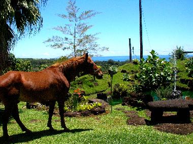 Pension in Hilo (Hawaii) oder Ferienwohnung oder Ferienhaus
