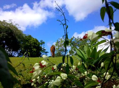 Pension in Hilo (Hawaii) oder Ferienwohnung oder Ferienhaus