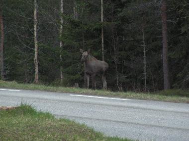 Boot in Nordre Osen (Hedmark) oder Ferienwohnung oder Ferienhaus