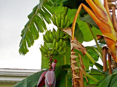 Bananen im Garten