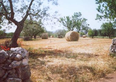 Ferienhaus in Cisternino - Ostuni (Brindisi) oder Ferienwohnung oder Ferienhaus