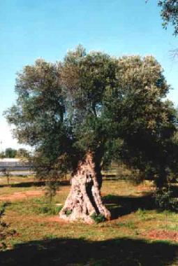Ferienhaus in Cisternino - Ostuni (Brindisi) oder Ferienwohnung oder Ferienhaus