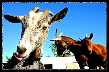 Ferienhaus in Llucmajor (Mallorca) oder Ferienwohnung oder Ferienhaus