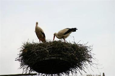 Ferienwohnung in Middelhagen Binz (Ostsee-Inseln) oder Ferienwohnung oder Ferienhaus
