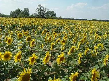 Ferienhaus in Nr.Saumur (Vende) oder Ferienwohnung oder Ferienhaus