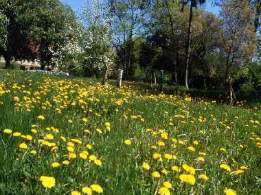 Ferienwohnung in B�ttelkow (Mecklenburgische Ostseek�ste) oder Ferienwohnung oder Ferienhaus