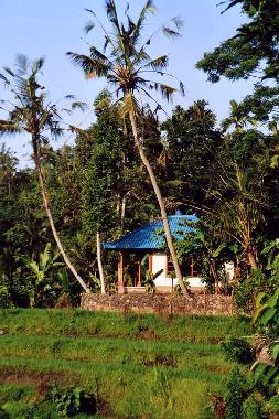 Seitenansicht des Hauses mit Reisterassen und Palmen