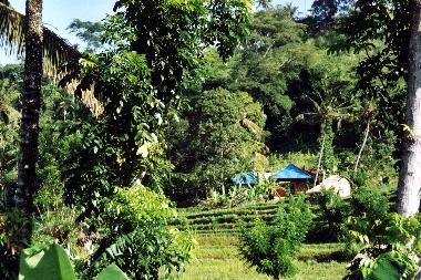Das Haus umgeben von Reisterassen und Urwald