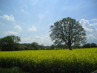 Ferienhaus in Damp (Ostsee-Festland) oder Ferienwohnung oder Ferienhaus