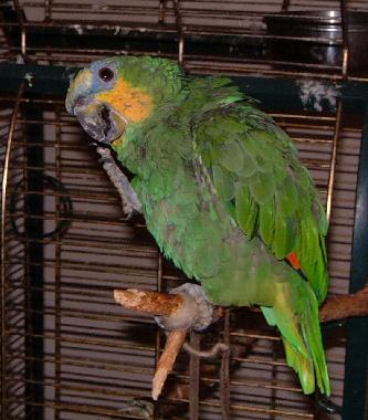 Ferienwohnung in Chef-Boutonne (Deux-S�vres) oder Ferienwohnung oder Ferienhaus