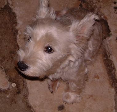 Ferienwohnung in Chef-Boutonne (Deux-S�vres) oder Ferienwohnung oder Ferienhaus