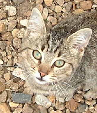 Ferienwohnung in Chef-Boutonne (Deux-S�vres) oder Ferienwohnung oder Ferienhaus