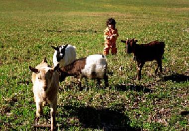 Streichelzoo fuer unsere kleinen Gaeste