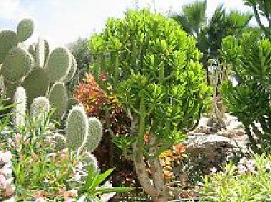 Ferienwohnung in Pafos (Paphos) oder Ferienwohnung oder Ferienhaus