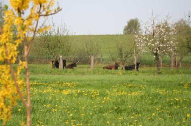 Unsere Rasenm�her: 4 liebe Schottische Hochlandrinder