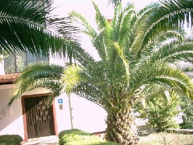 Ferienhaus in Okrug Gornji (Splitsko-Dalmatinska) oder Ferienwohnung oder Ferienhaus