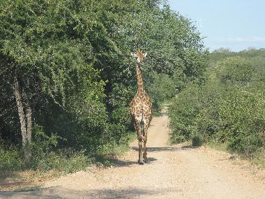 Ferienhaus in Marloth Park (Mpumalanga) oder Ferienwohnung oder Ferienhaus