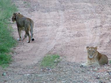 Ferienhaus in Marloth Park (Mpumalanga) oder Ferienwohnung oder Ferienhaus