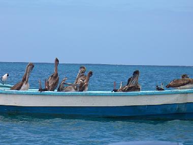Ferienwohnung in Castara (Tobago) oder Ferienwohnung oder Ferienhaus