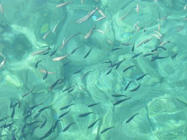 Ferienhaus in Turgutreis (Mugla) oder Ferienwohnung oder Ferienhaus