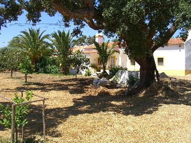 Im Schatten der m�chtigen Korkeiche