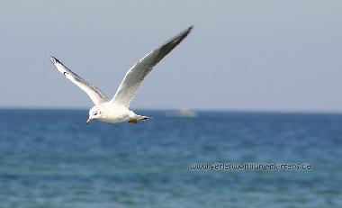 Ferienwohnung in rostock (Mecklenburgische Ostseek�ste) oder Ferienwohnung oder Ferienhaus