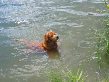 hier kann auch Ihr Vierbeiner schwimmen