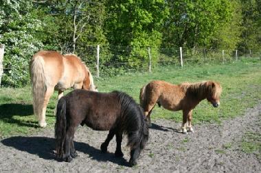Unsere Ponies Sander, Spirit und Vosje