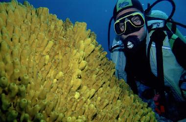 2 deutsche Tauchbasen im U-W Natioanlpark, direkt in der N�he