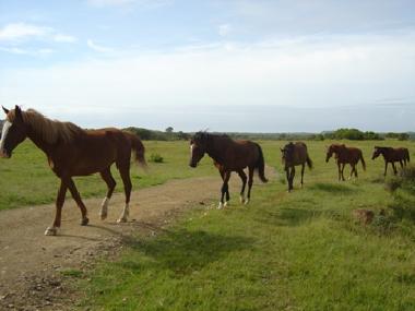 Hotel in Bohnert:N�he Kappeln/Eckernf�rde (Ostsee-Festland) oder Ferienwohnung oder Ferienhaus
