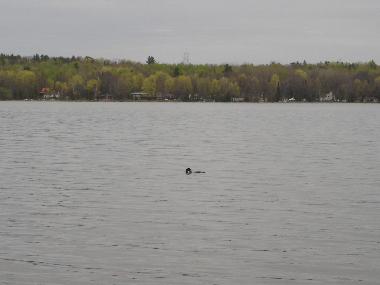 Chalet in Ottawa (Ontario) oder Ferienwohnung oder Ferienhaus