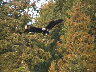 Ferienhaus in Gabriola Island (British Columbia) oder Ferienwohnung oder Ferienhaus